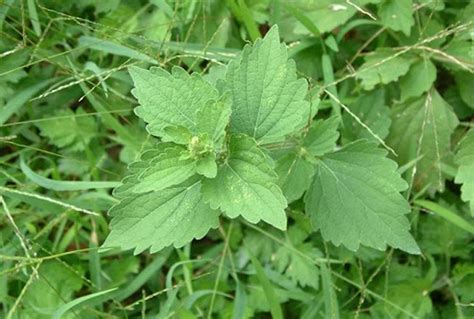 避邪擋煞植物|避邪草是什麼？常見6種「避邪植物」介紹，趨吉避凶。